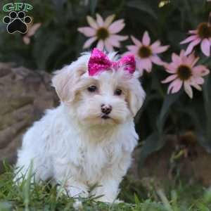 Willow, Maltipoo Puppy
